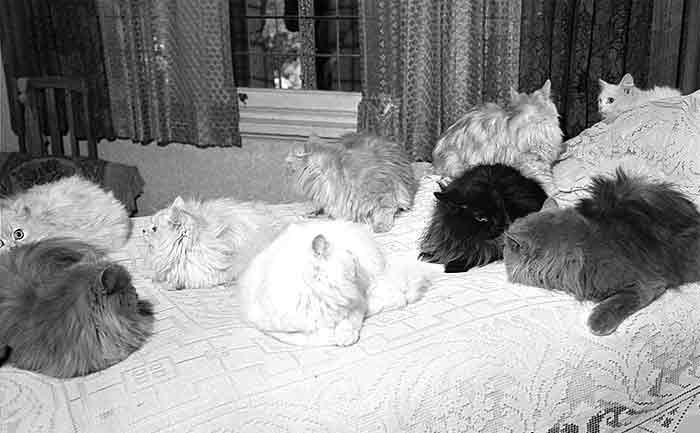 nine Persian cats