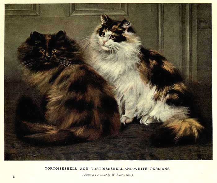 Persian cats with different colors